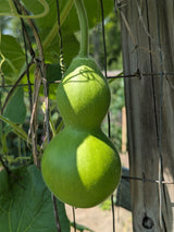 Harvested, Decorative Natural Gourds