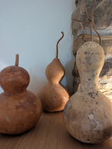 Harvested, Decorative Natural Gourds