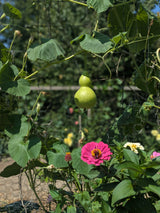 Harvested, Decorative Natural Gourds