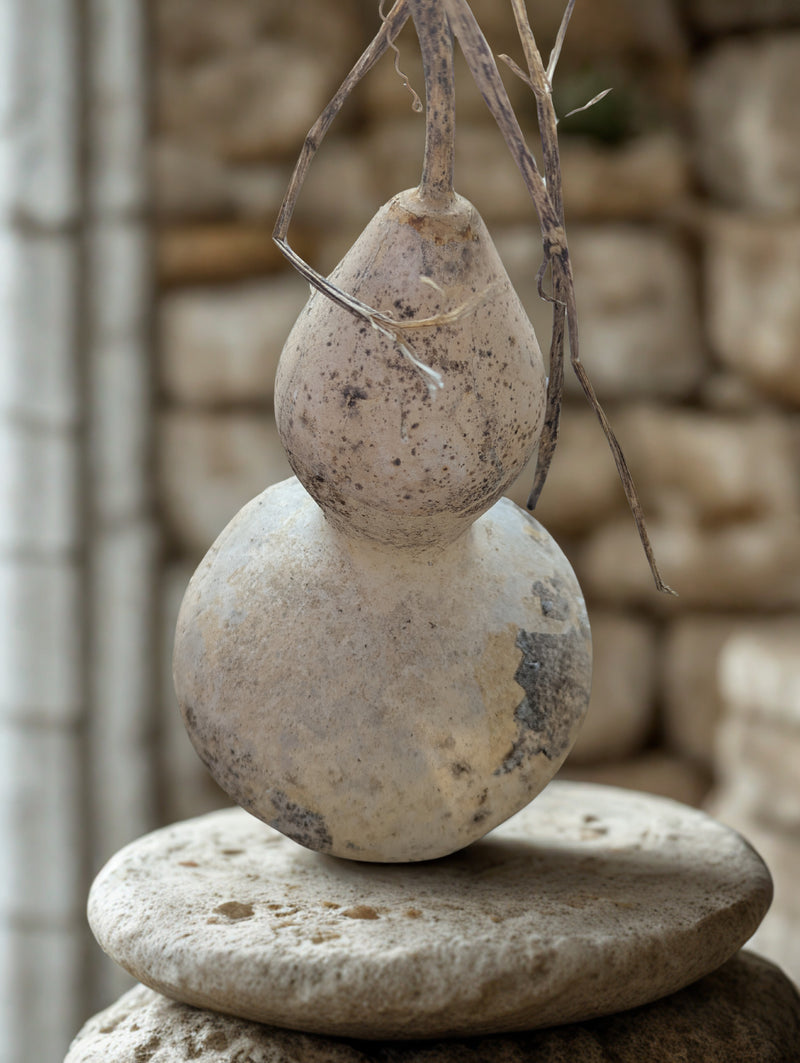 Harvested, Decorative Natural Gourds