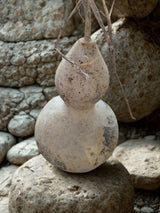 Harvested, Decorative Natural Gourds
