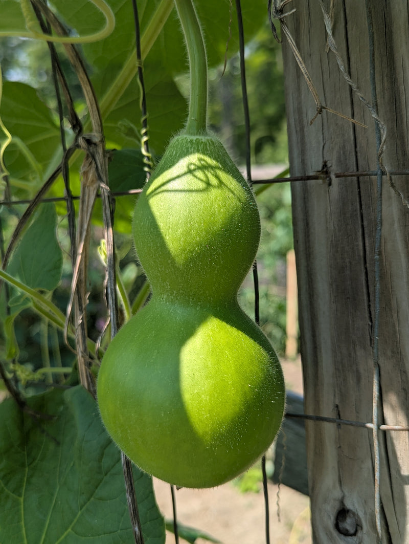 Harvested, Decorative Natural Gourds
