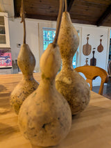 Harvested, Decorative Natural Gourds