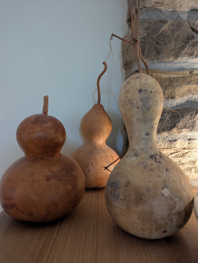 Harvested, Decorative Natural Gourds